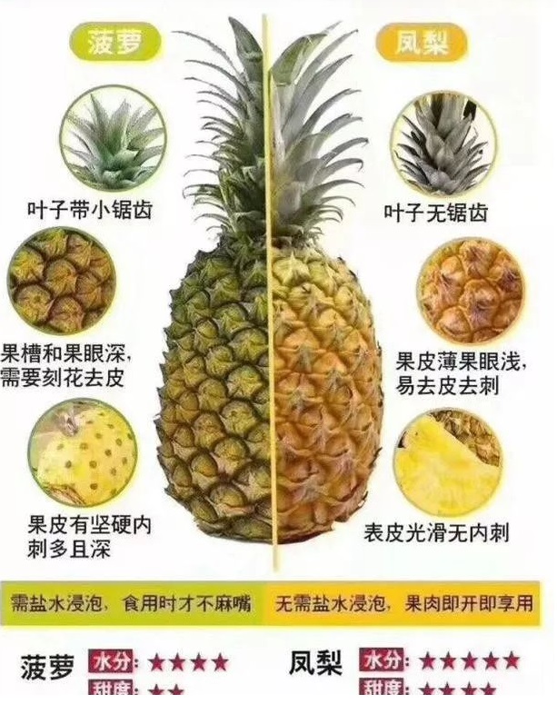 凤梨和菠萝的区别 哪个更好吃？