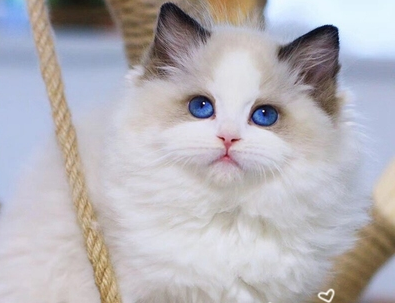 布偶猫价格多少钱一只 市场上买的布偶猫要多少钱？