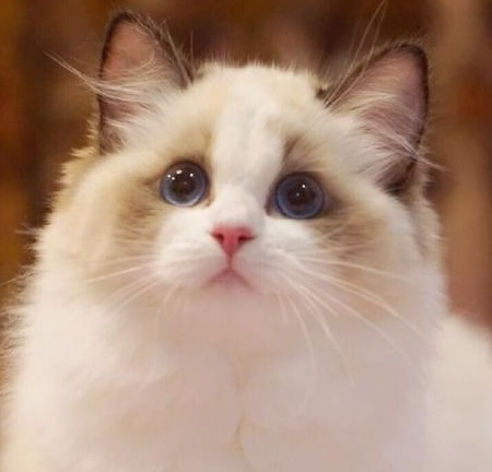 布偶猫价格多少钱一只 市场上买的布偶猫要多少钱？图1